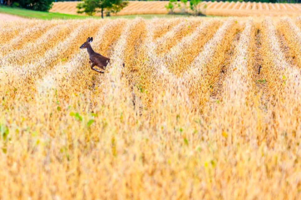 muong thu ngan ngo duoi tiet troi thu dep nao long