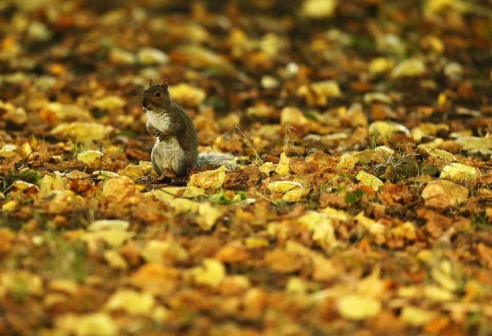 muong thu ngan ngo duoi tiet troi thu dep nao long