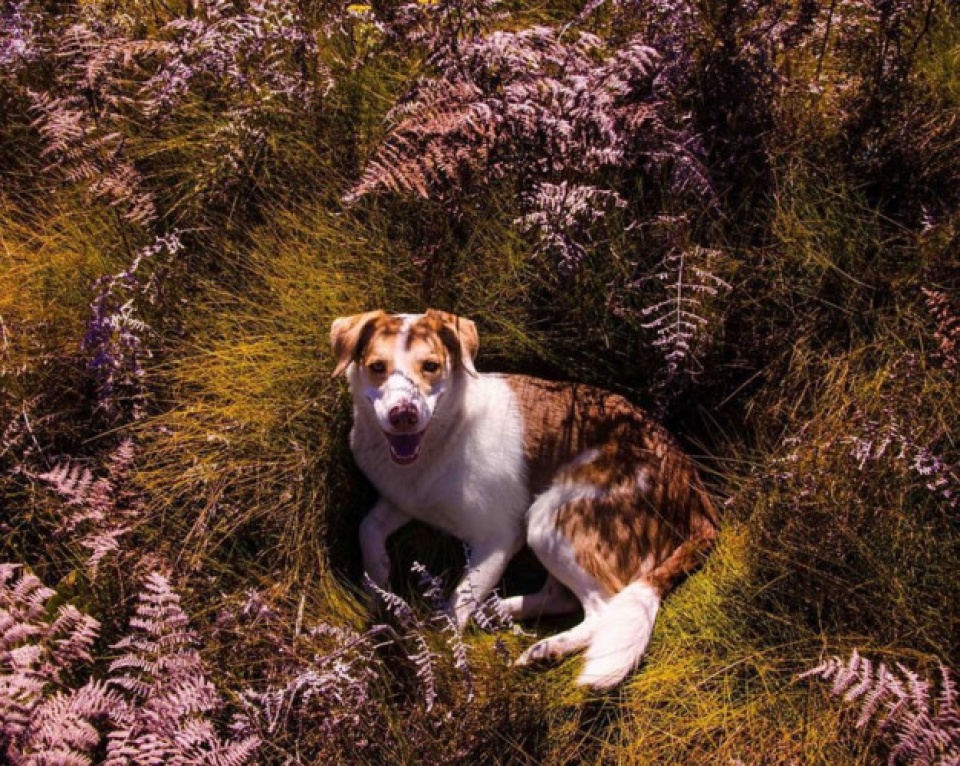 chu cho may man duoc di du lich khap the gioi