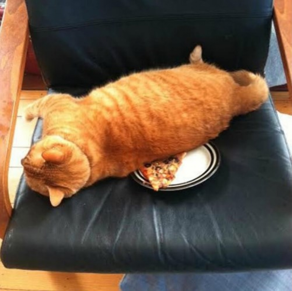 nhung chu meo pha dam khien ca the gioi phai bat cuoi