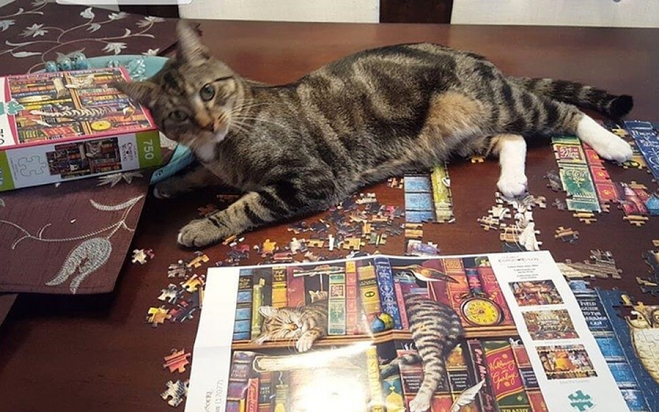 nhung chu meo pha dam khien ca the gioi phai bat cuoi