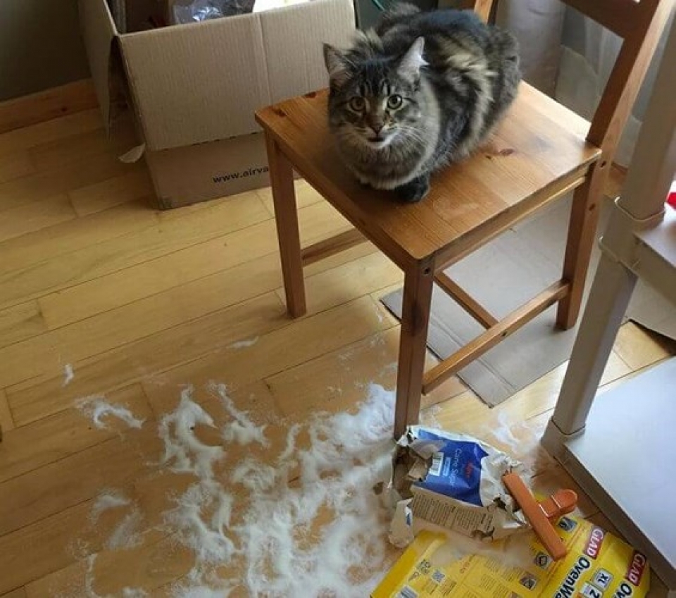 nhung chu meo pha dam khien ca the gioi phai bat cuoi