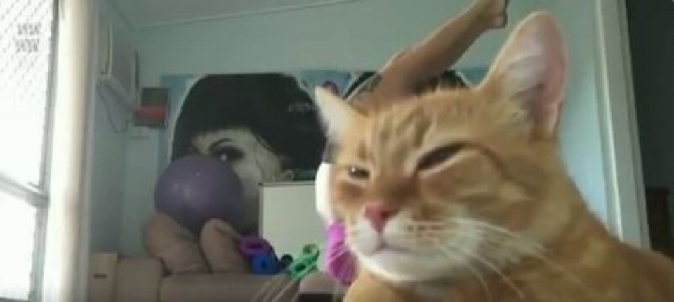 nhung chu meo pha dam khien ca the gioi phai bat cuoi