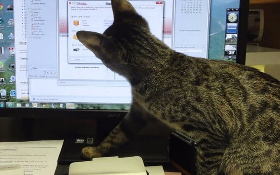 nhung chu meo pha dam khien ca the gioi phai bat cuoi