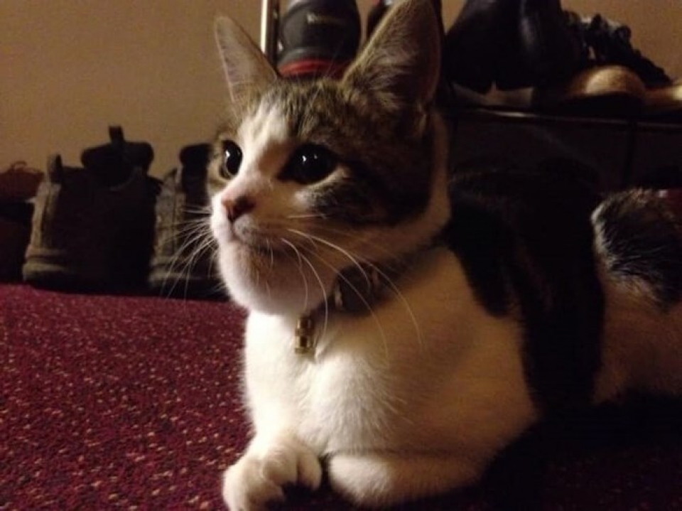 nhung chu meo pha dam khien ca the gioi phai bat cuoi