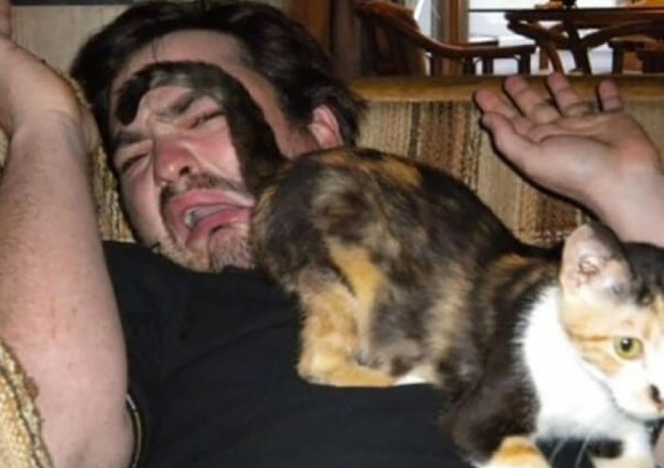 nhung chu meo pha dam khien ca the gioi phai bat cuoi