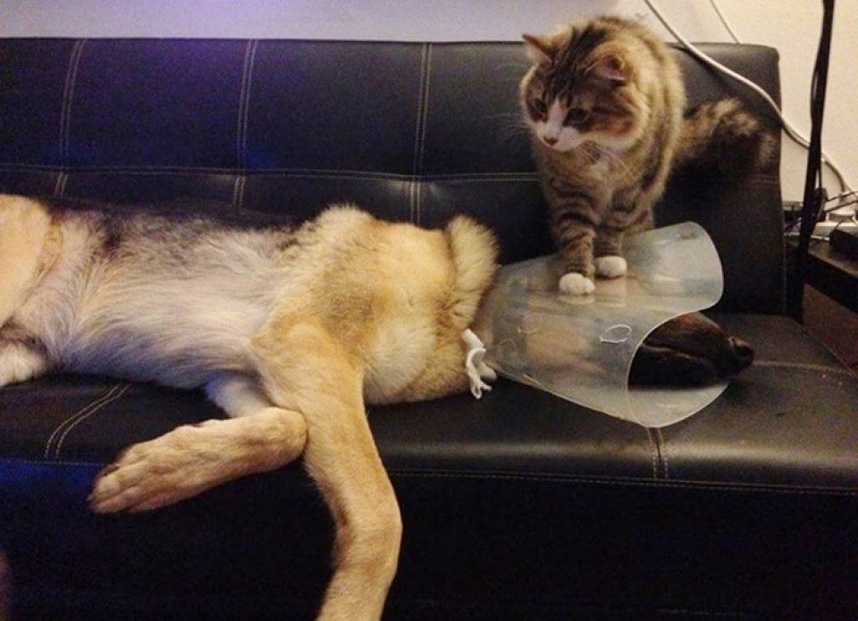 nhung chu meo pha dam khien ca the gioi phai bat cuoi