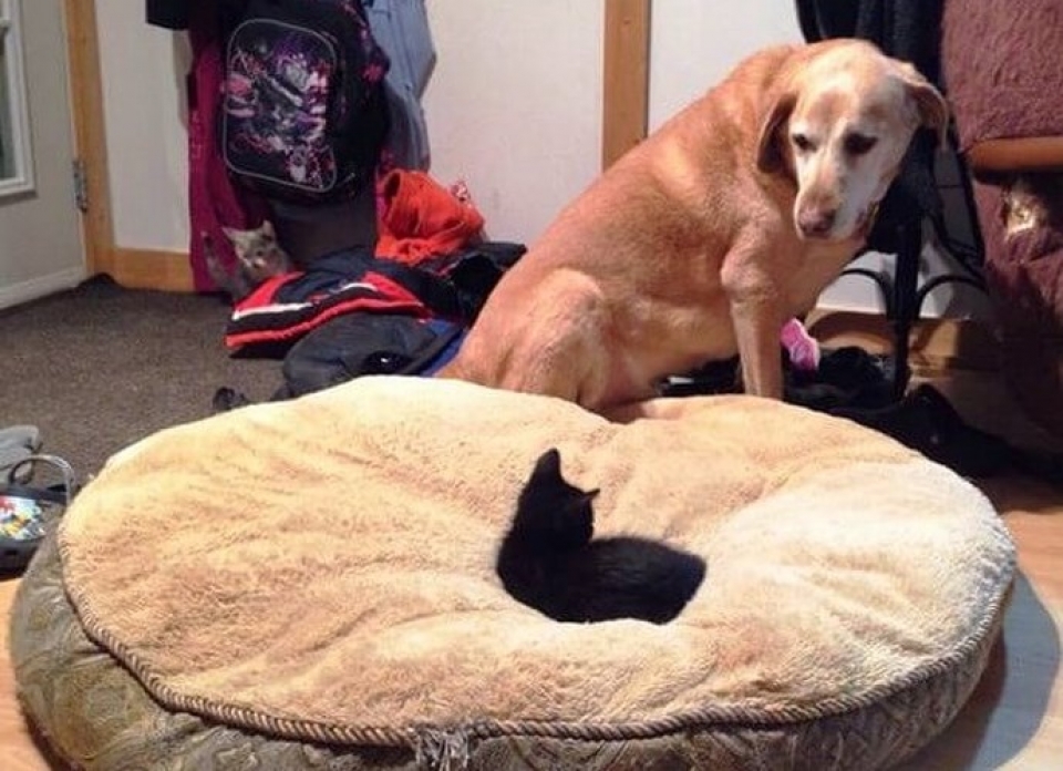 nhung chu meo pha dam khien ca the gioi phai bat cuoi