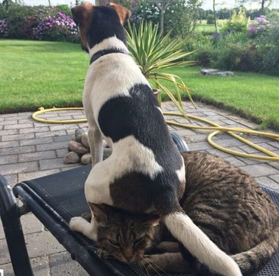 nhung chu meo pha dam khien ca the gioi phai bat cuoi