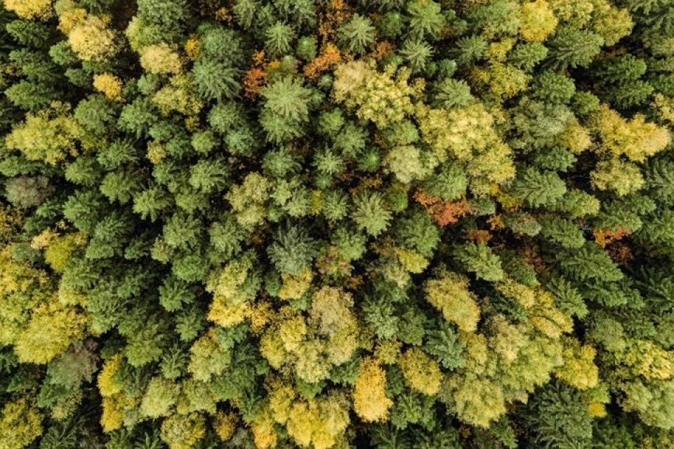 Ngắm Thu vàng đẹp mê ly của nước Nga thang 10 ve ngam ve dep me ly cua mua thu nuoc nga