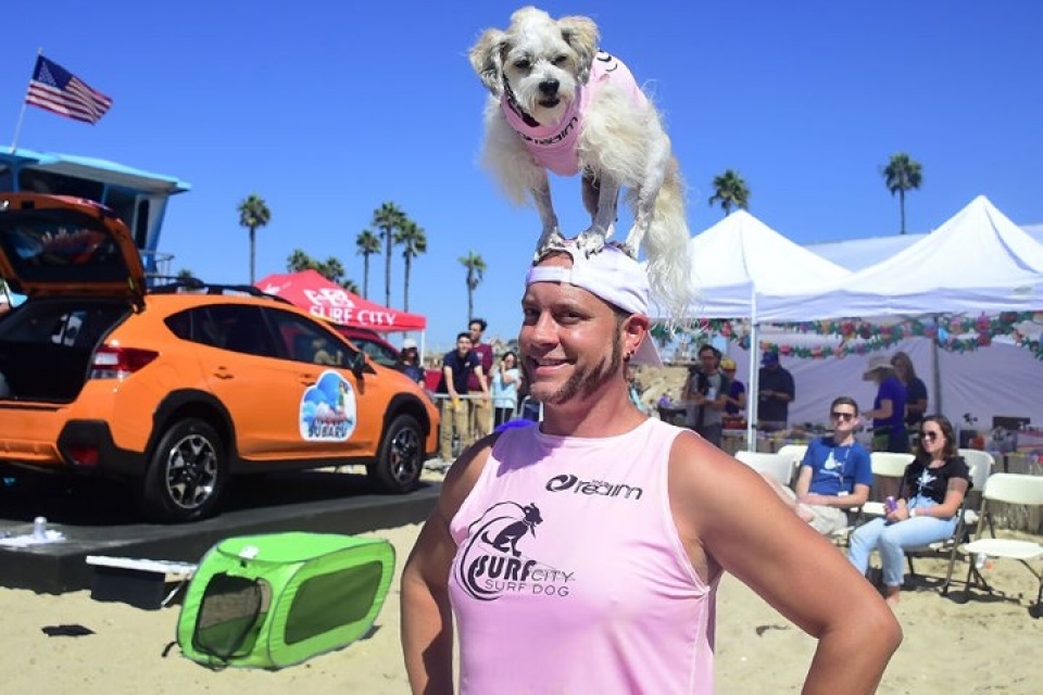 Những chú chó gây bão mạng với tài lướt sóng như “dân chơi” nhung chu cho gay bao mang voi tai luot song nhu dan choi