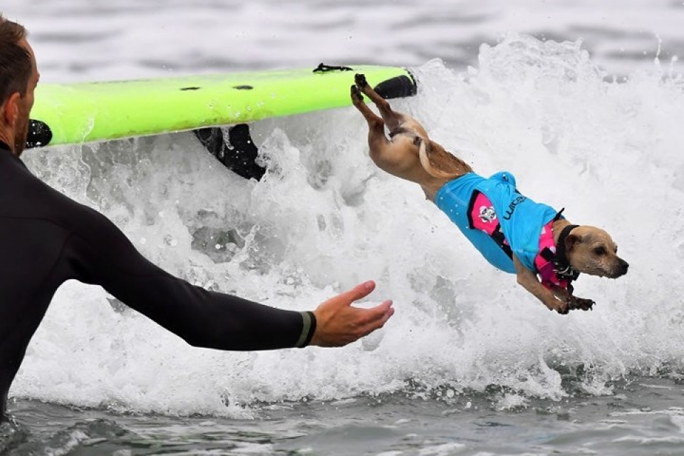 Những chú chó gây bão mạng với tài lướt sóng như “dân chơi” nhung chu cho gay bao mang voi tai luot song nhu dan choi