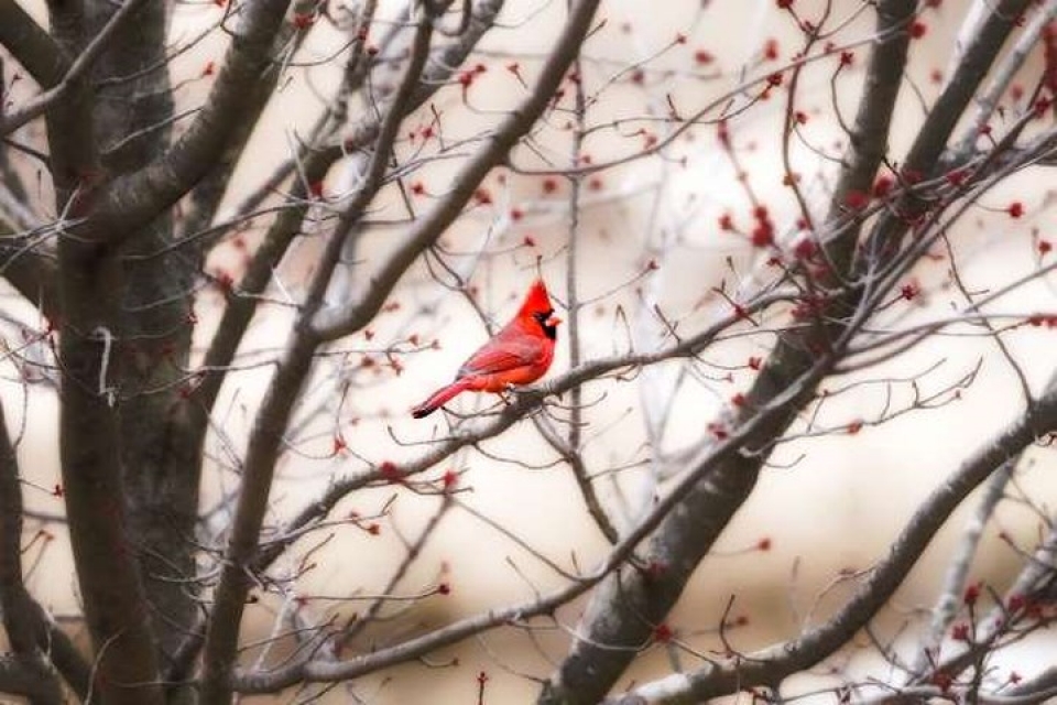 Mê mẩn những loài chim tuyệt đẹp với bộ lông rực rỡ sắc màu me man nhung loai chim tuyet dep voi bo long ruc ro sac mau