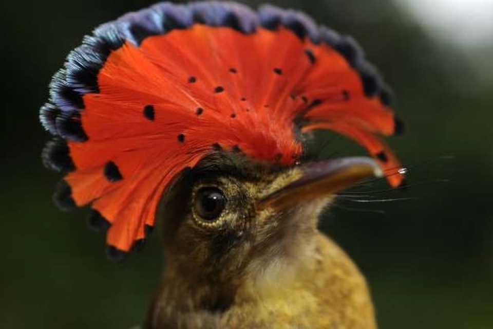 Mê mẩn những loài chim tuyệt đẹp với bộ lông rực rỡ sắc màu me man nhung loai chim tuyet dep voi bo long ruc ro sac mau