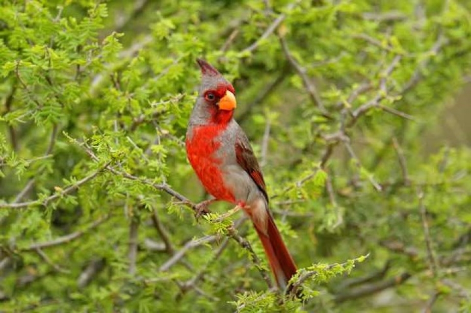 Mê mẩn những loài chim tuyệt đẹp với bộ lông rực rỡ sắc màu me man nhung loai chim tuyet dep voi bo long ruc ro sac mau