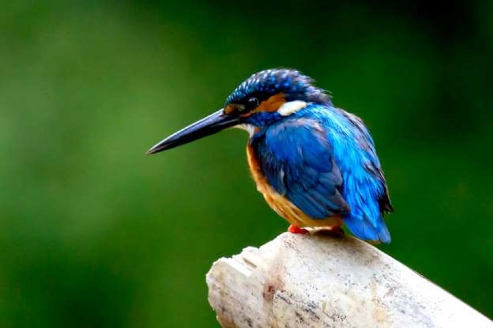 Mê mẩn những loài chim tuyệt đẹp với bộ lông rực rỡ sắc màu me man nhung loai chim tuyet dep voi bo long ruc ro sac mau