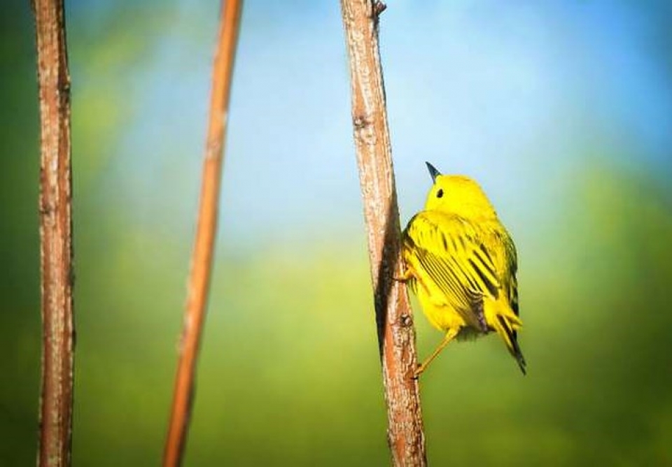 Mê mẩn những loài chim tuyệt đẹp với bộ lông rực rỡ sắc màu me man nhung loai chim tuyet dep voi bo long ruc ro sac mau
