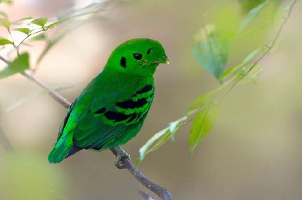 Mê mẩn những loài chim tuyệt đẹp với bộ lông rực rỡ sắc màu me man nhung loai chim tuyet dep voi bo long ruc ro sac mau