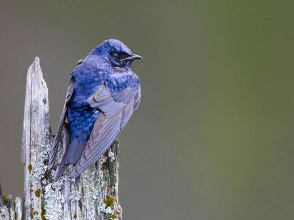 Mê mẩn những loài chim tuyệt đẹp với bộ lông rực rỡ sắc màu me man nhung loai chim tuyet dep voi bo long ruc ro sac mau