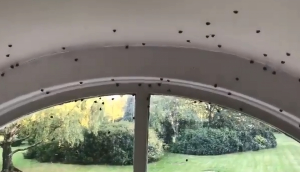 anh choang voi ngoi nha bi bo rua xam lan chi sau mot dem