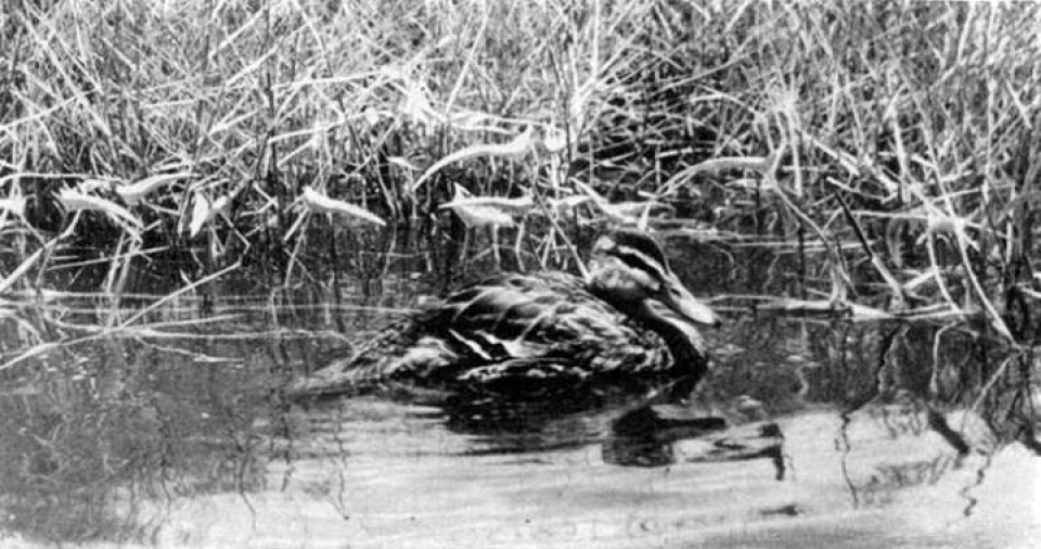 anh hiem ve nhung loai dong vat bi tuyet chung do ban tay con nguoi