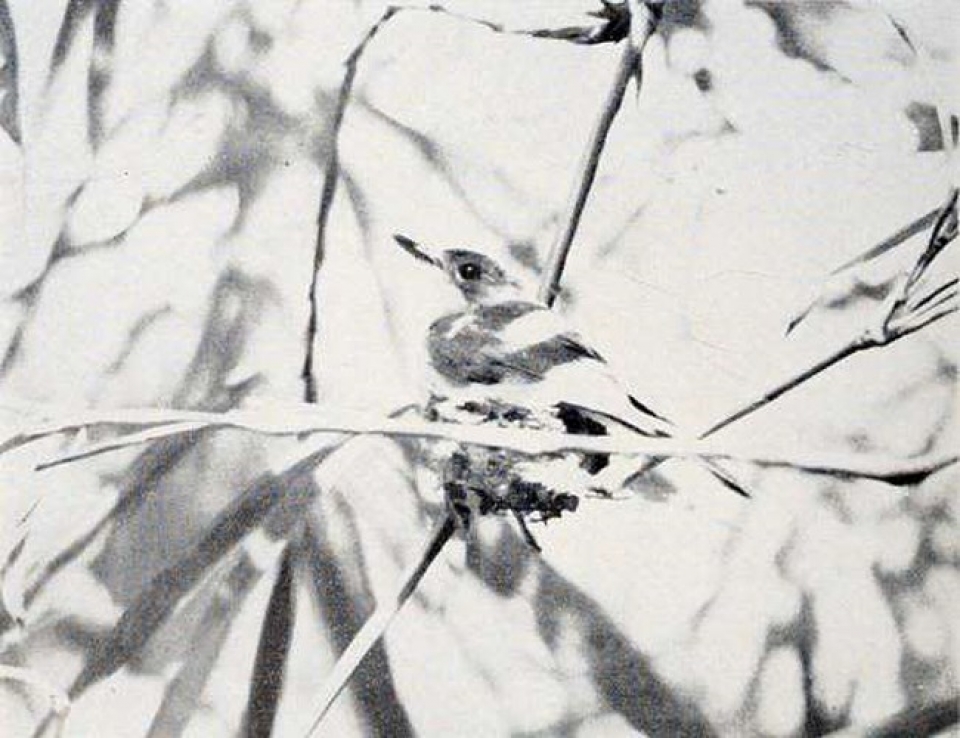 anh hiem ve nhung loai dong vat bi tuyet chung do ban tay con nguoi