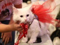 nhung khoanh khac kho do cua meo cung