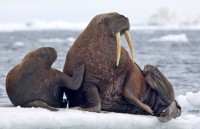 Thiên nhiên hoang dã tuyệt đẹp qua những bức ảnh