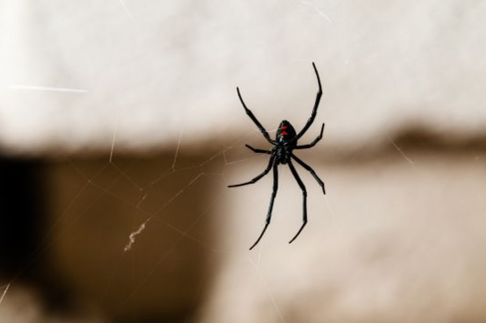 my dot luon nha bo me khi lay kho lua giet nhen