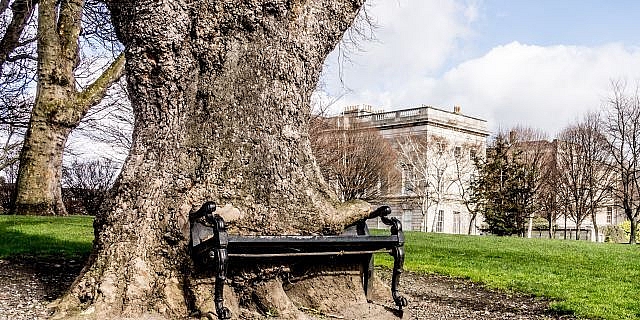 cay co thu nuot chung chiec ghe duc bang gang