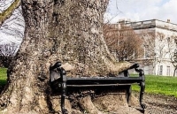 Cây cổ thụ ‘nuốt chửng’ chiếc ghế đúc bằng gang