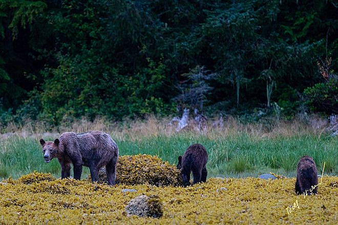 gau xam canada gay tro xuong du sa p ngu dong gay ba o do ng