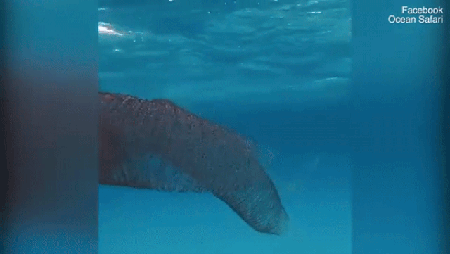 o muc trung khong lo 40000 qua troi bap benh nhu thuy quai khong dau duoi dai duong