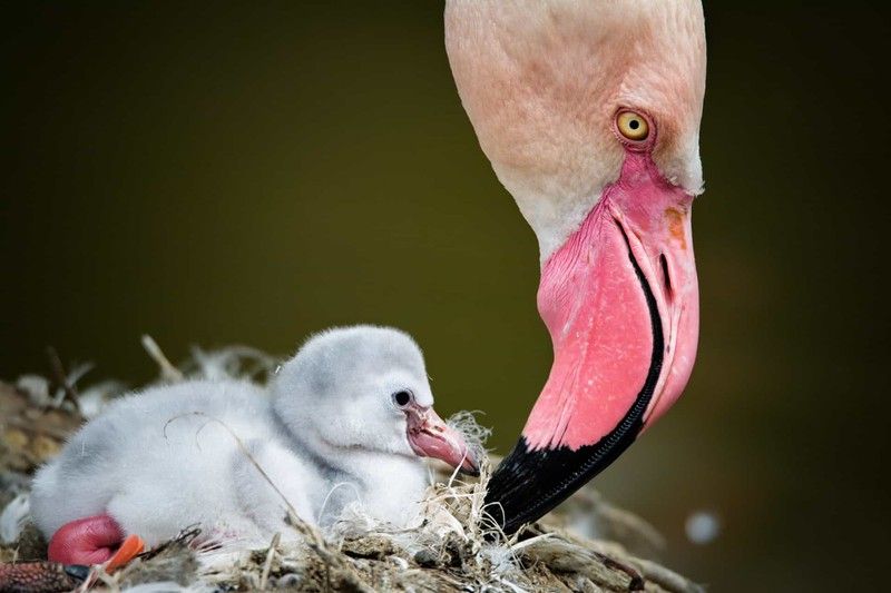 tan chay voi nhung buc anh gia dinh dang yeu cua cac loai dong vat