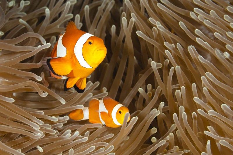 tan chay voi nhung buc anh gia dinh dang yeu cua cac loai dong vat