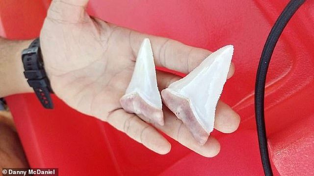 ca map khong lo gay rang vi can nham duoi thuyen