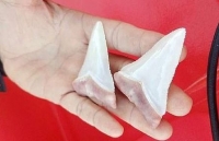 scotland ca map xam tao ton tranh cuop ca voi ngu dan