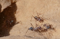 Kinh ngạc với tốc độ di chuyển nhanh nhất thế giới của loài kiến ở sa mạc Sahara
