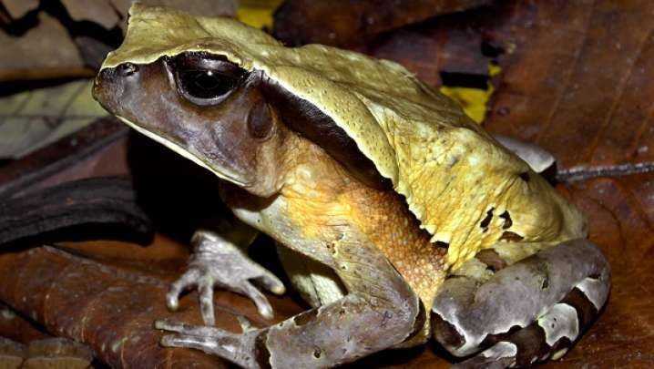 loai coc ki la o congo nguy trang bang cach hoa than thanh ran