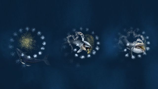 ca voi lung gu giang lop bay bong bong de san bat moi