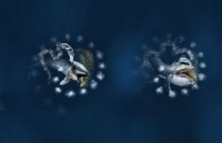 Cá voi lưng gù giăng lớp bẫy bong bóng để săn bắt mồi