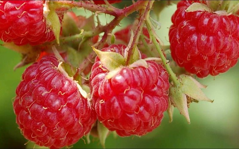 8 loai trai cay giup giam can