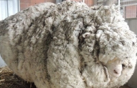 Sự ra đi của chú cừu Chris nổi tiếng về bộ lông khổng lồ nhất thế giới