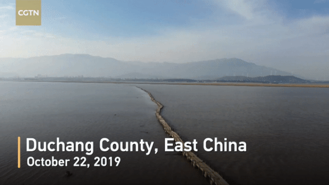 cau da 400 nam tuoi dot ngot lo dien khi nuoc ho ha thap