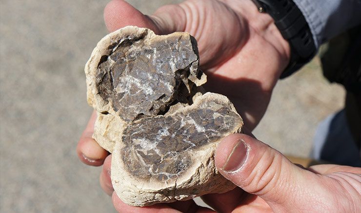 hoa thach tiet lo thong tin su song tai sinh tren trai dat sau khung long tuyet chung