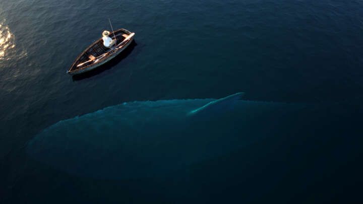 ca map khong lo megalodon la loai ca lon nhat dai duong