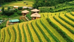Du khách hào hứng khám phá mùa vàng Mù Cang Chải