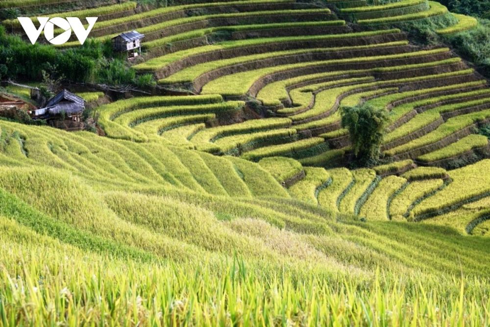 Du khách hào hứng khám phá mùa vàng Mù Cang Chải du khach hao hung kham pha mua vang mu cang chai