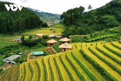 Du khách hào hứng khám phá mùa vàng Mù Cang Chải