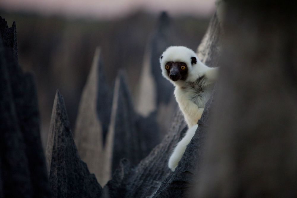 khu rung da sac nhu luoi dao noi hiem tro bac nhat the gioi